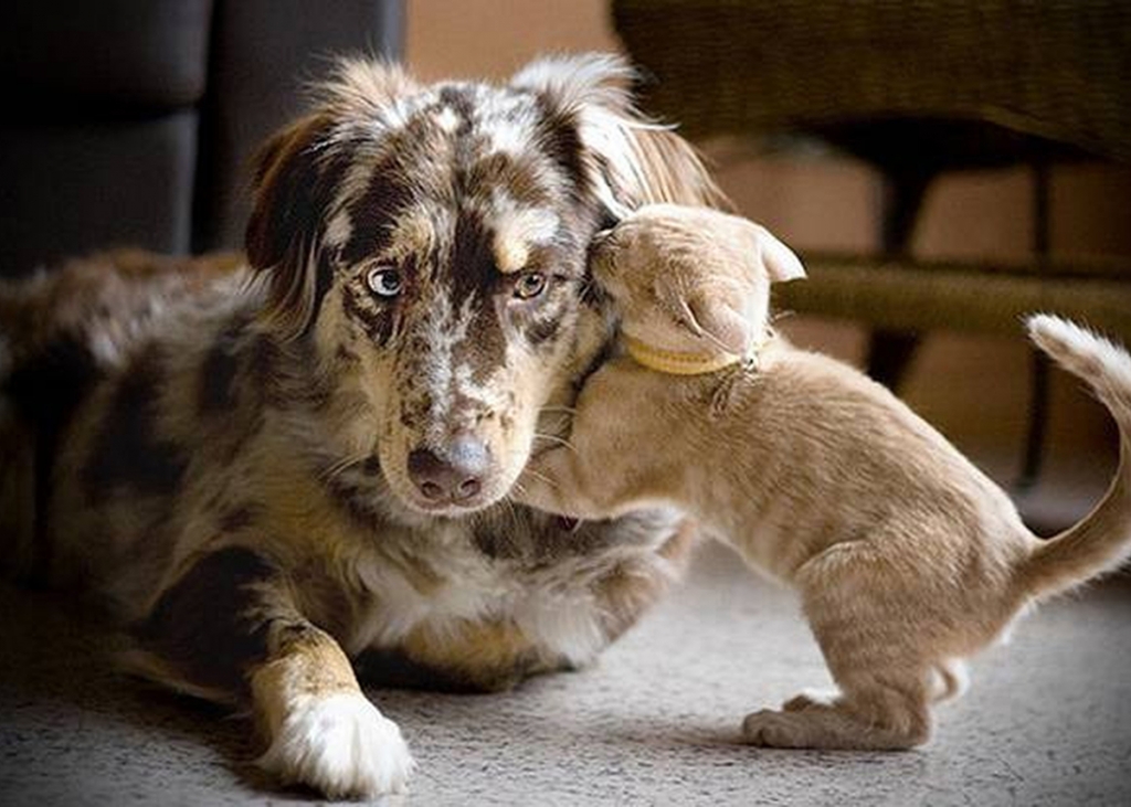 pet-love-by-roger